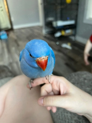 Papagali vorbitori pui blânzi micul Alexandru alexander - imagine 3