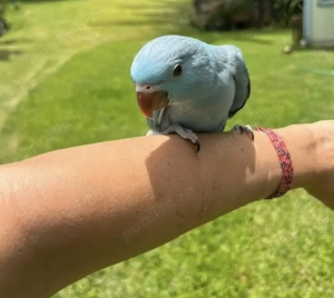 Papagali vorbitori pui blânzi micul Alexandru alexander - imagine 2