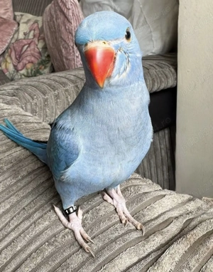 Papagali vorbitori pui blânzi micul Alexandru alexander - imagine 5