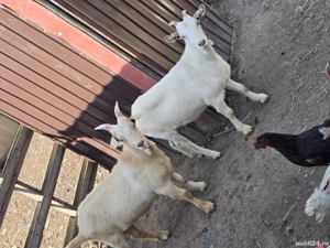 vand trei iedute si un tap - imagine 2