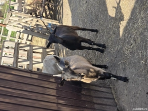 vand trei iedute si un tap