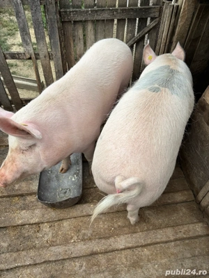 Purcele de vanzare 120-130kg - imagine 3