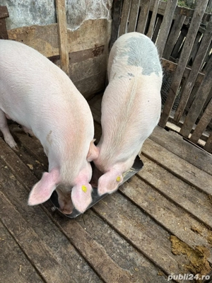 Purcele de vanzare 120-130kg - imagine 5