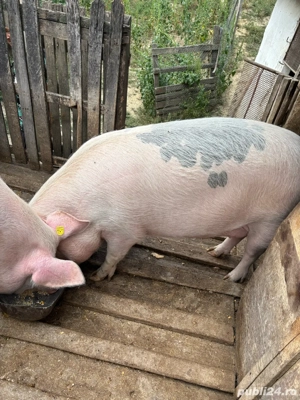 Purcele de vanzare 120-130kg - imagine 4
