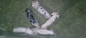 Vând scroafă cu 10 purcei sau separat,atât scroafa cat și purceii. - imagine 3