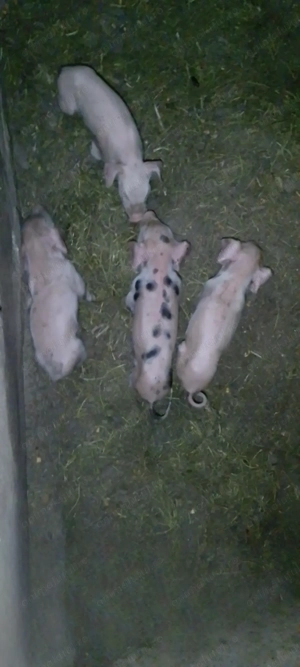 Vând scroafă cu 10 purcei sau separat,atât scroafa cat și purceii. - imagine 4