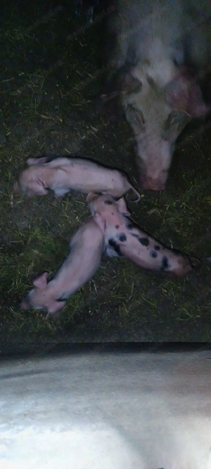 Vând scroafă cu 10 purcei sau separat,atât scroafa cat și purceii. - imagine 5