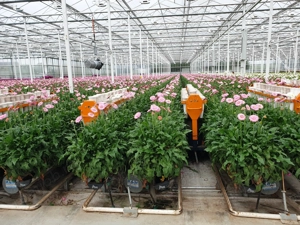 Locuri de muncă în Olanda agricultură, hală, depozit