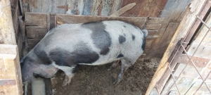 vînd porc  - imagine 2