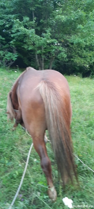 Vand armasar de 8 ani - imagine 4