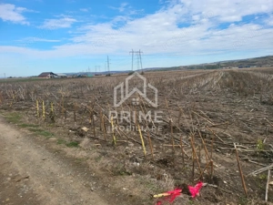 Teren de vanzare in Oarda de Jos , 8300  mp din care 2700 mp intravilan  - imagine 3