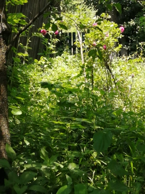 Vanzare teren cu posibilitate constructie