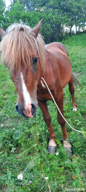 Vand armasar de 8 ani