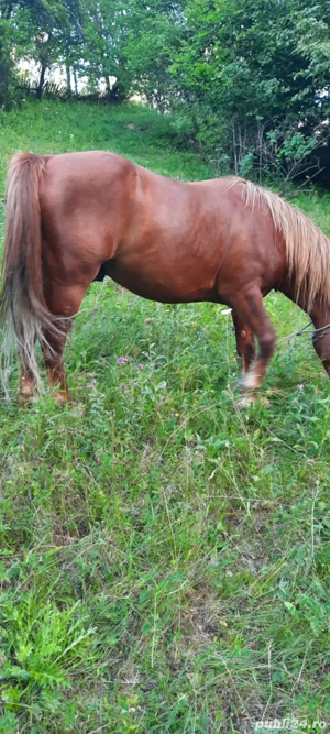 Vand armasar de 8 ani - imagine 2