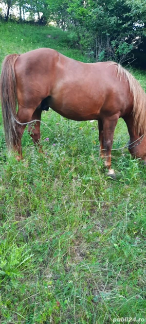 Vand armasar de 8 ani - imagine 3