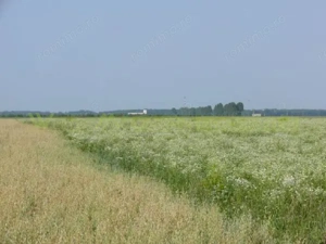 Teren 70 000 mp pretabil FOTOVOLTAIC de vanzare in Titu, jud Dambovita, negociabil - imagine 4