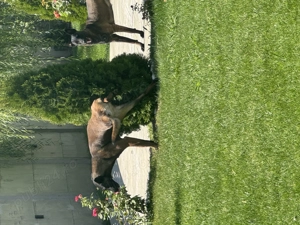 Ciobănești Malinous (femela și mascul)