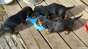 Disponibil 2căței teckel