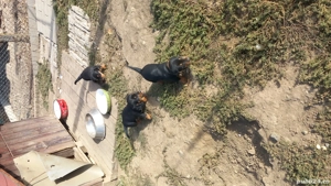 Disponibil 2căței teckel - imagine 3