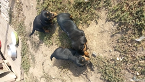 Disponibil 2căței teckel - imagine 2