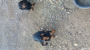 Disponibil 2căței teckel - imagine 4