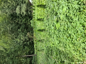 Teren Bulevard Predeal