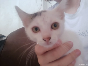 pisoiaș torcăreț și iubitor