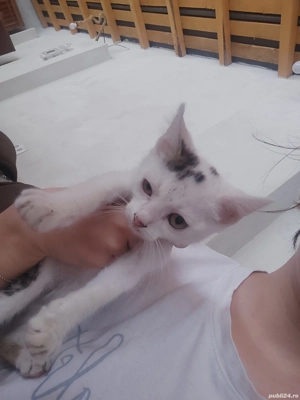 pisoiaș torcăreț și iubitor - imagine 3