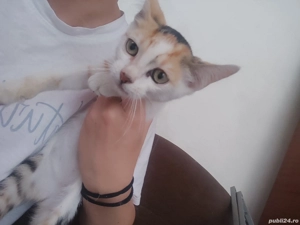 Pisoiaș frumos și jucăuș