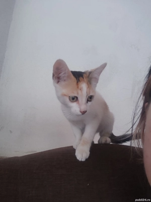 Pisoiaș frumos și jucăuș - imagine 3