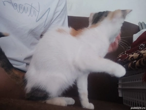 Pisoiaș frumos și jucăuș - imagine 2