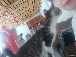 pisoiaș foarte iubăreț și torcăreț - imagine 2