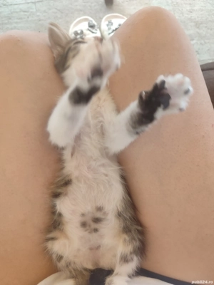 pisoiaș foarte iubăreț și torcăreț - imagine 3