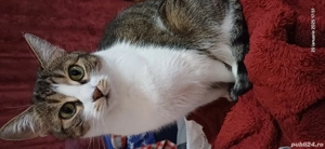 Donez pisica  - imagine 2