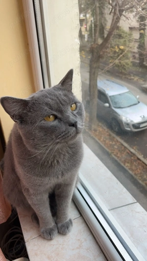 motan british shorthair