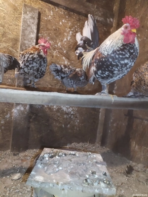 Găini Pitici, mii de florii