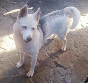 Domnisoara Husky vrea sa fie mamica