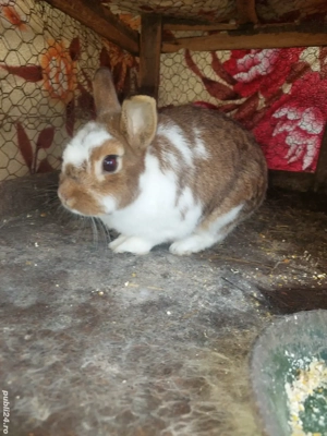 Se vinde 3 iepurasi 2 masculi si o femela 