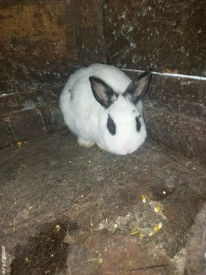 Se vinde 3 iepurasi 2 masculi si o femela  - imagine 2