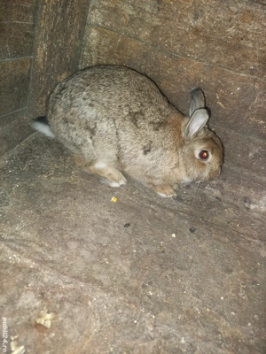 Se vinde 3 iepurasi 2 masculi si o femela  - imagine 3