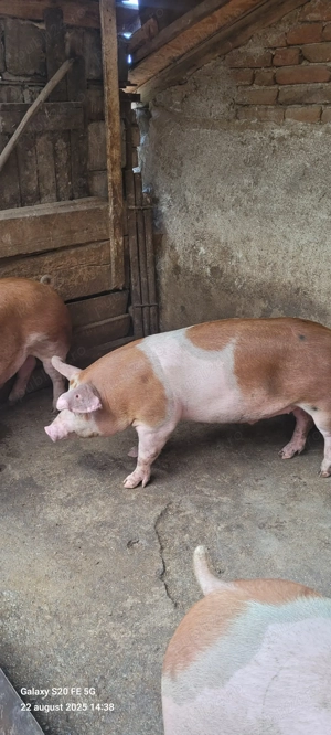 Vand porci si purcei - imagine 2