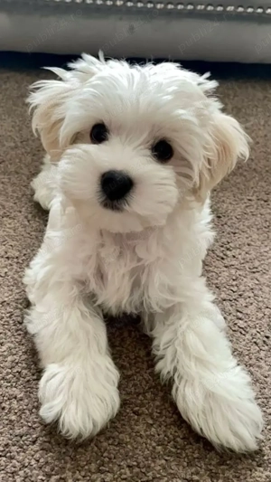Vând bichon maltese cu pașaport  - imagine 2