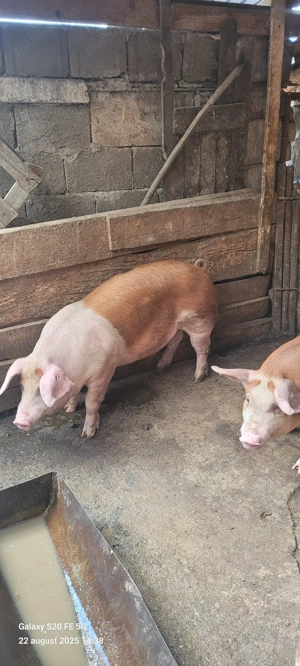 Vand porci si purcei