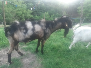 Vând  țap anglonubian  - imagine 2