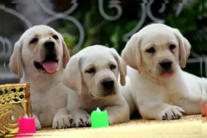 Pui rasa Labrador Retriever aurii, ciocolatii și negri