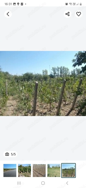 Vând Teren intravilan în Simian - imagine 3