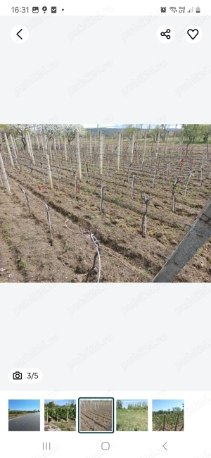 Vând Teren intravilan în Simian - imagine 5