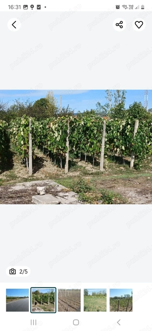 Vând Teren intravilan în Simian - imagine 2