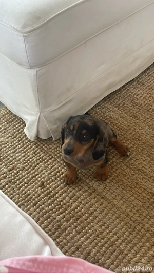 Teckel Pitic Arlechin - imagine 2