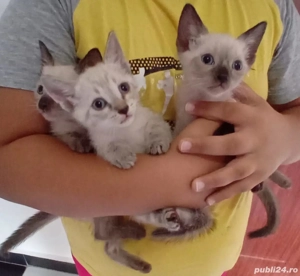 Cadoul ideal pentru copiii și adulți! Un adevărat regal în lumea fascinantă al felinelor  - imagine 2